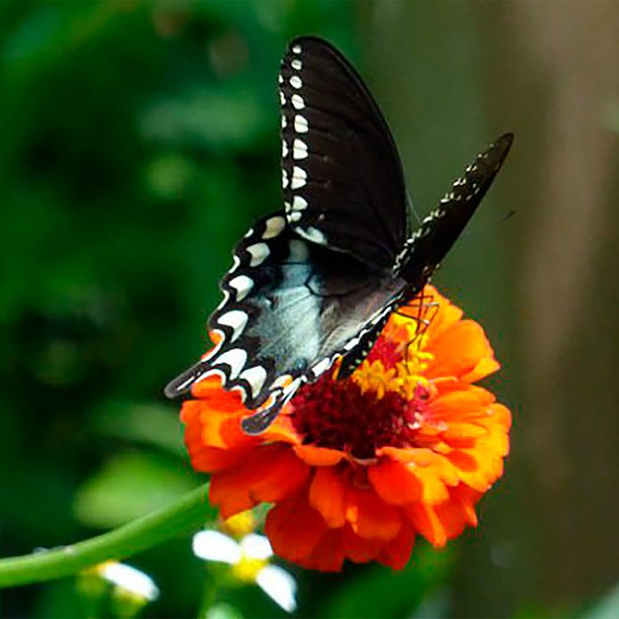 butterfly on zinnia