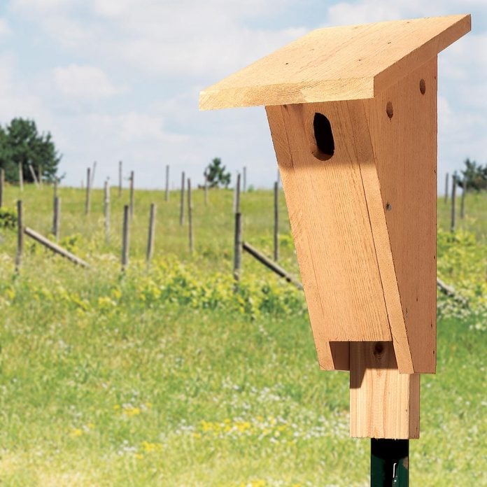 bluebird house birdhouse