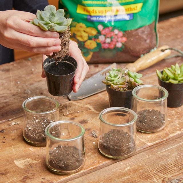 re pot succulents into glass jars