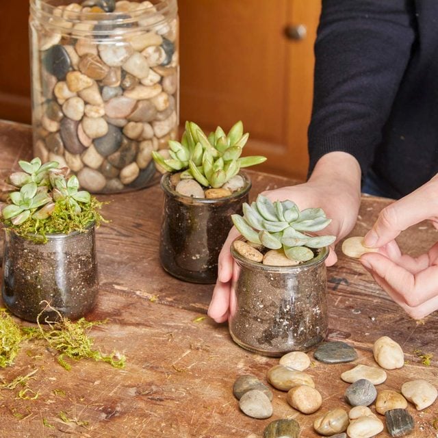 succulents in glass jars add pebbles or moss