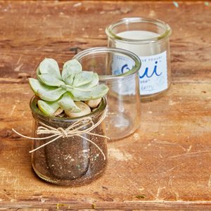 Planting Succulents in Recycled Glass Jars