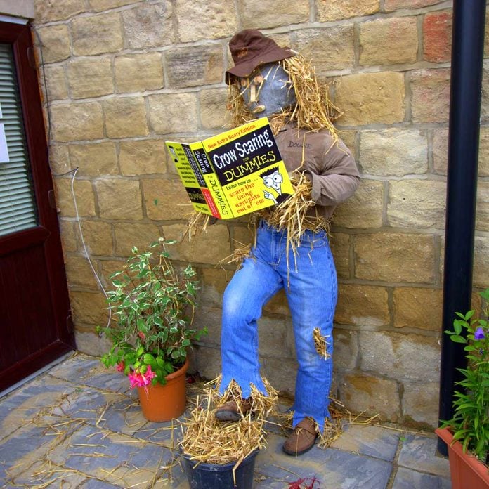 scarecrow reading