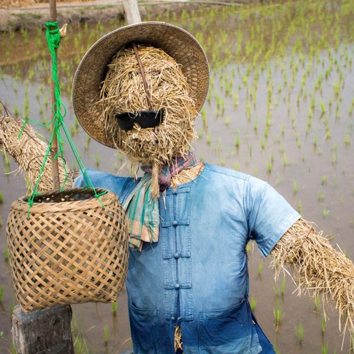 scarecrow with sunglasses