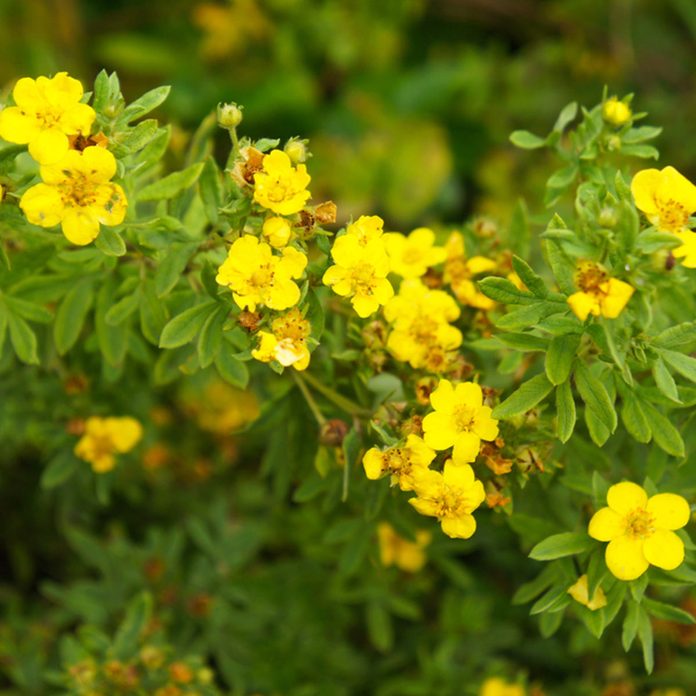 Potentilla flowering shrub