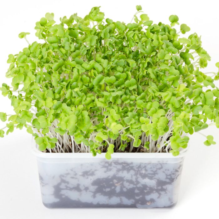 microgreens sprouts growing veggies