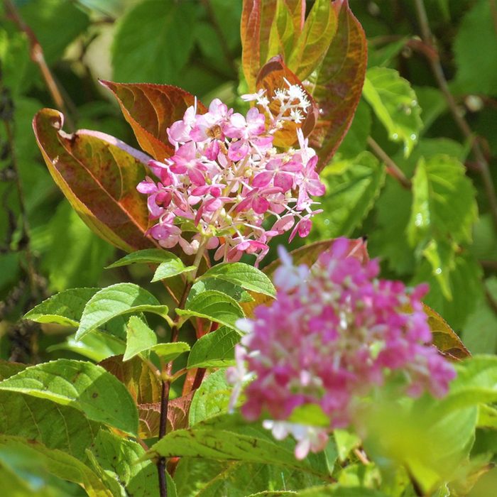 Panicle Hydrangea flowering shrub