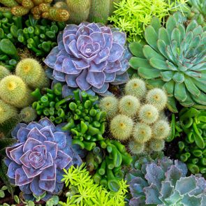 15 Tips for Planting Succulents Outdoors — The Family Handyman