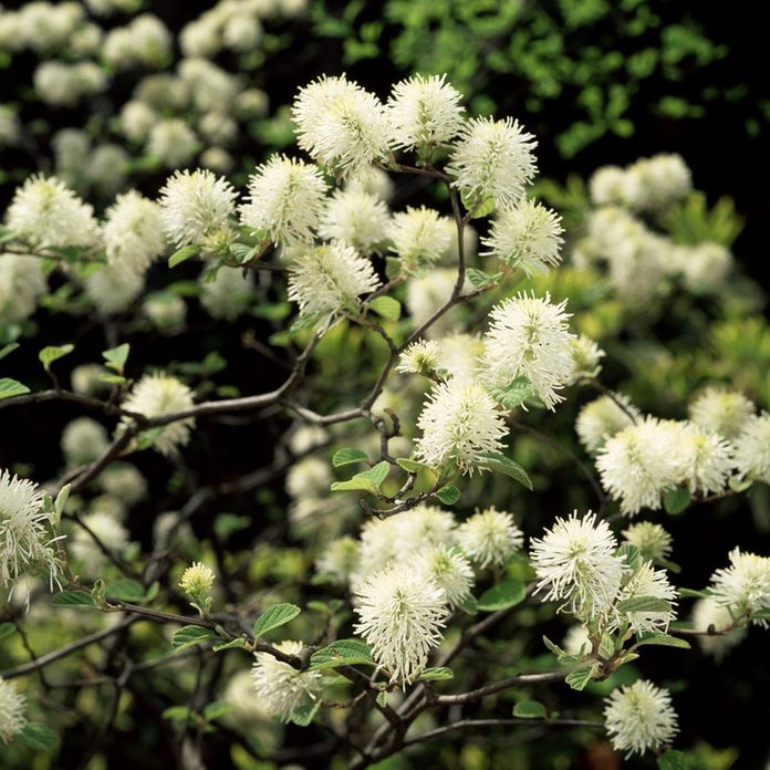 Fothergilla flowering shrub