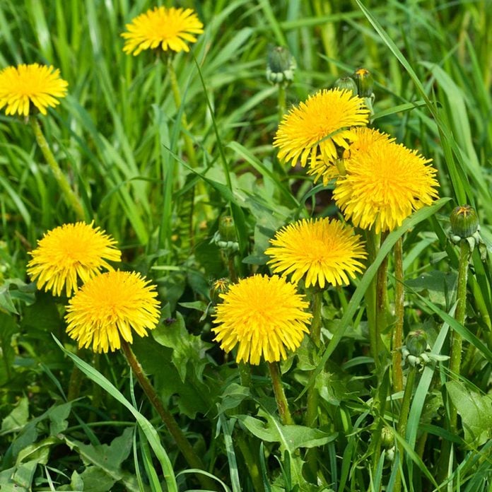 Dandelions