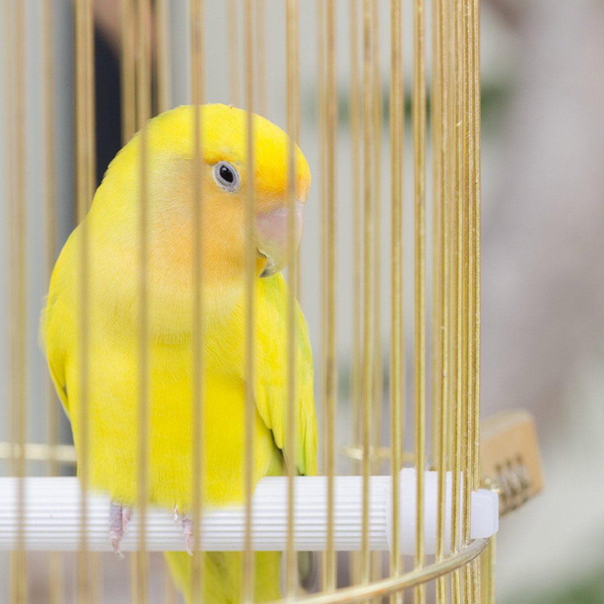 Pet bird in a cade yellow bird