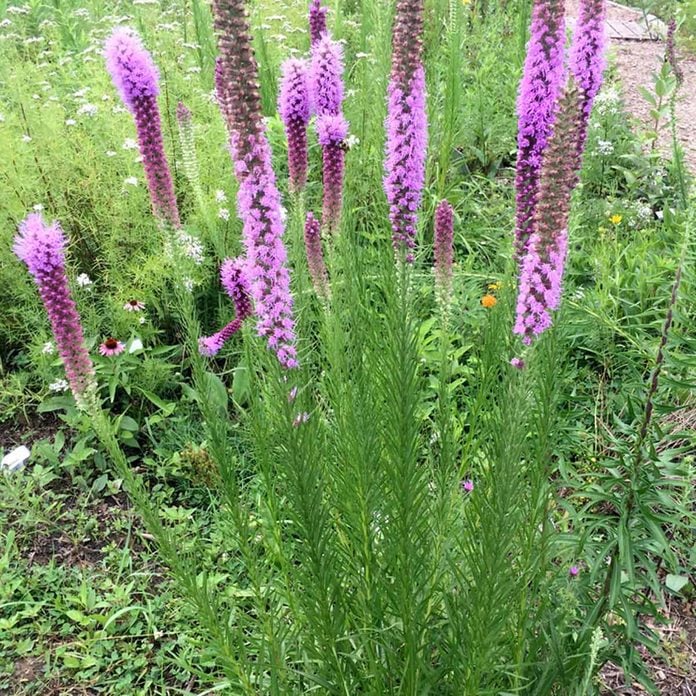 Prairie Blazing Star