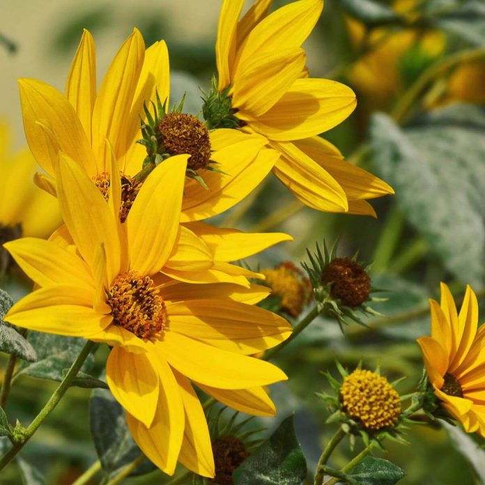 Maximilian Sunflower wildflower
