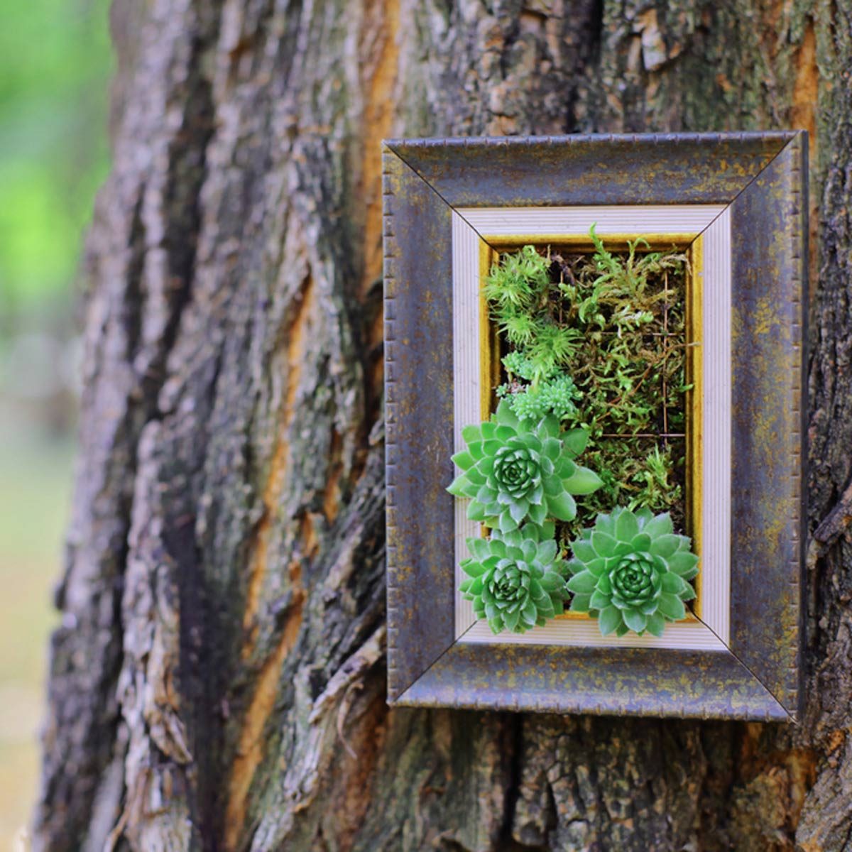 Picture frame on tree