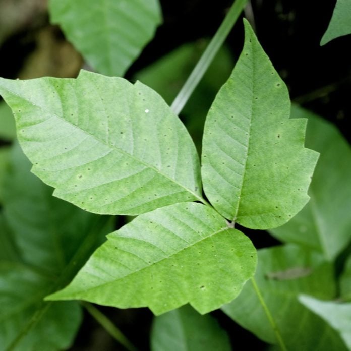 poison ivy foliage