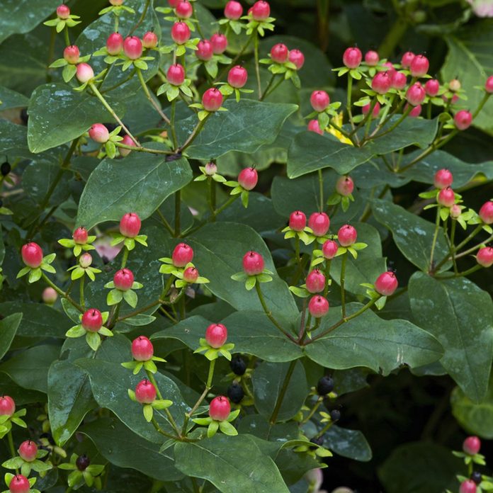 St. John's Wort Seedpods flowering shrubs