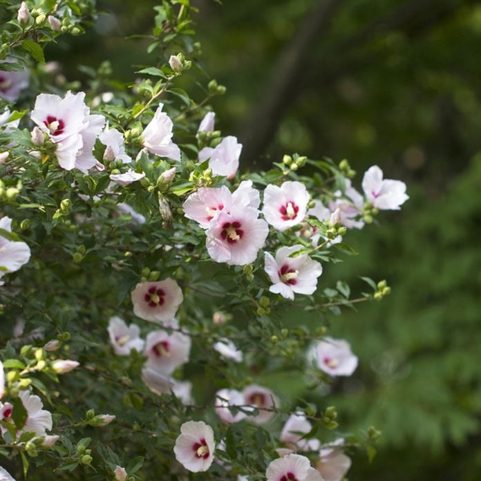 Rose of Sharon flowering shrub