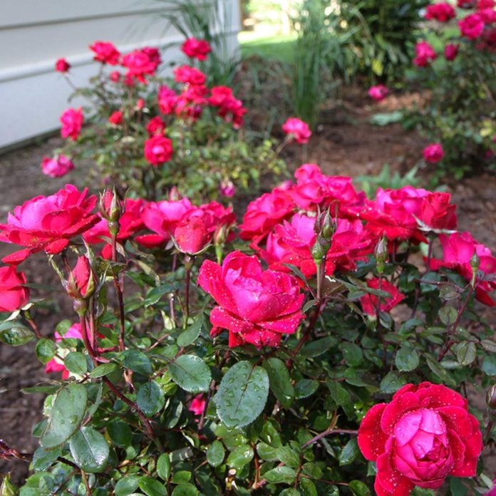 Knock Out Shrub Rose flowering shrub