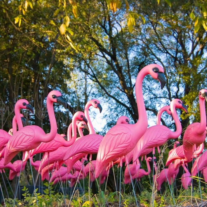 Pink Flamingos plastic tacky lawn ornaments
