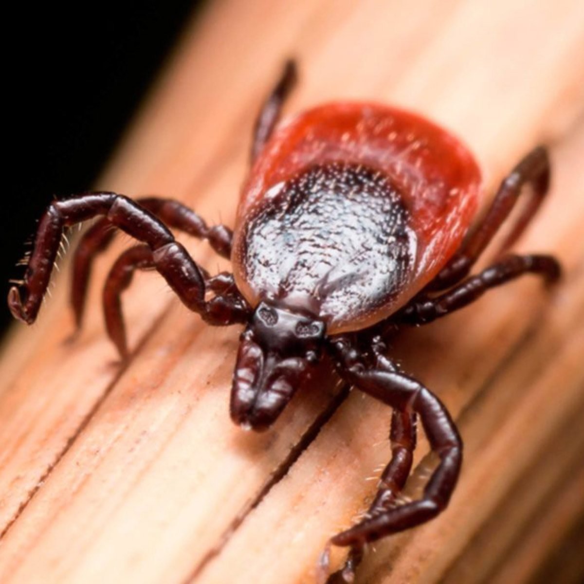  What to Do When You Find a Tick in Your House