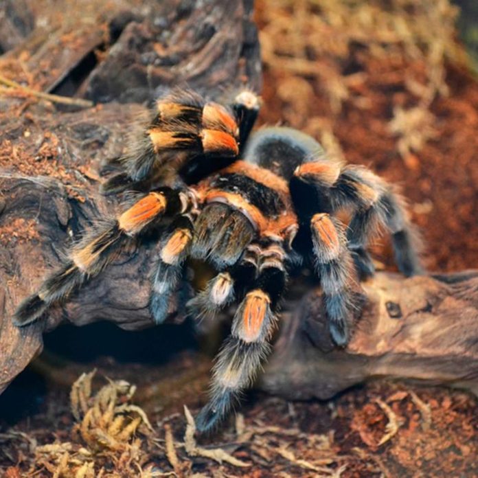 tarantula