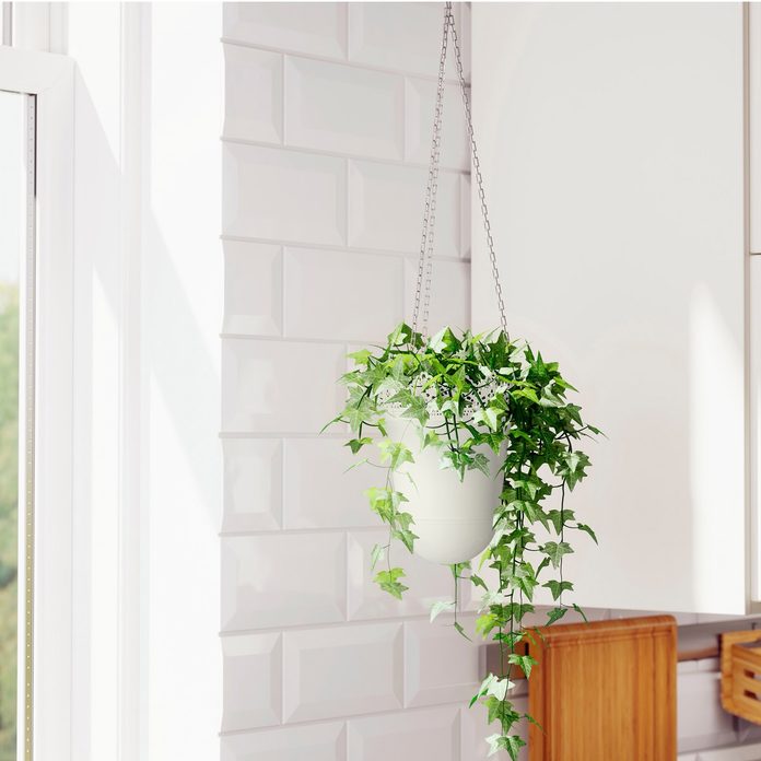 plant how to hang plants indoors