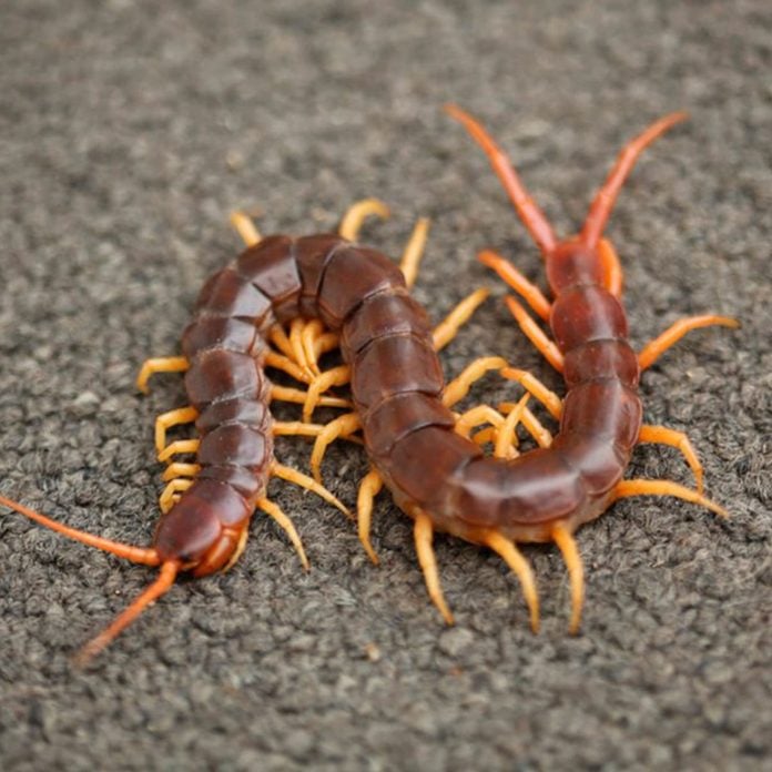 Centipedes Millipedes