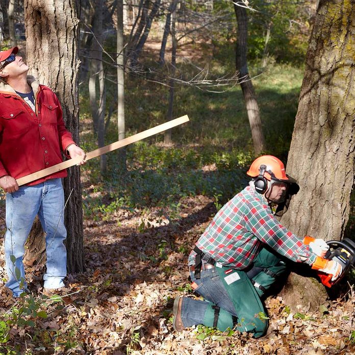 16 outdoor tree cutting felling saw