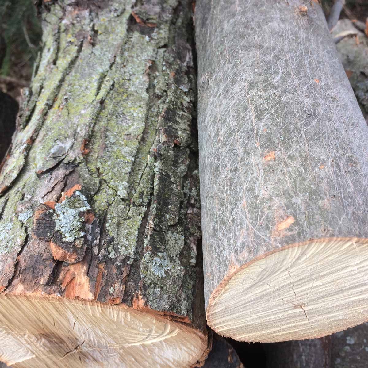 old and new bark