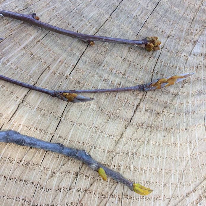 identifying trees by their leaf bud appearances