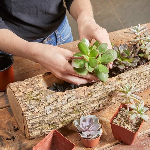 log planter planting succulents