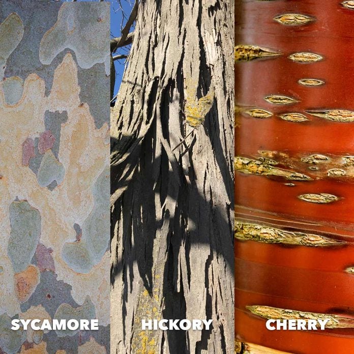 Sycamore hickory cherry bark comparison