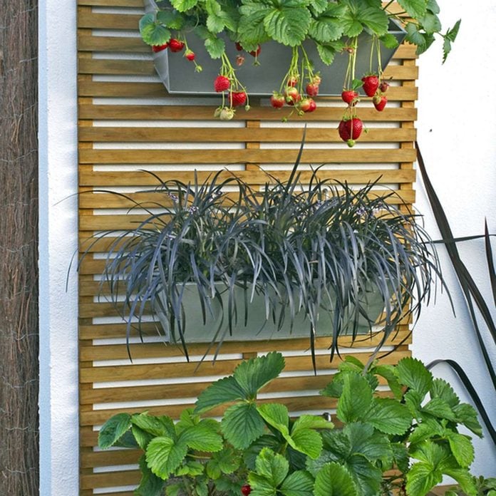 backyard ideas for small yards using hanging plants