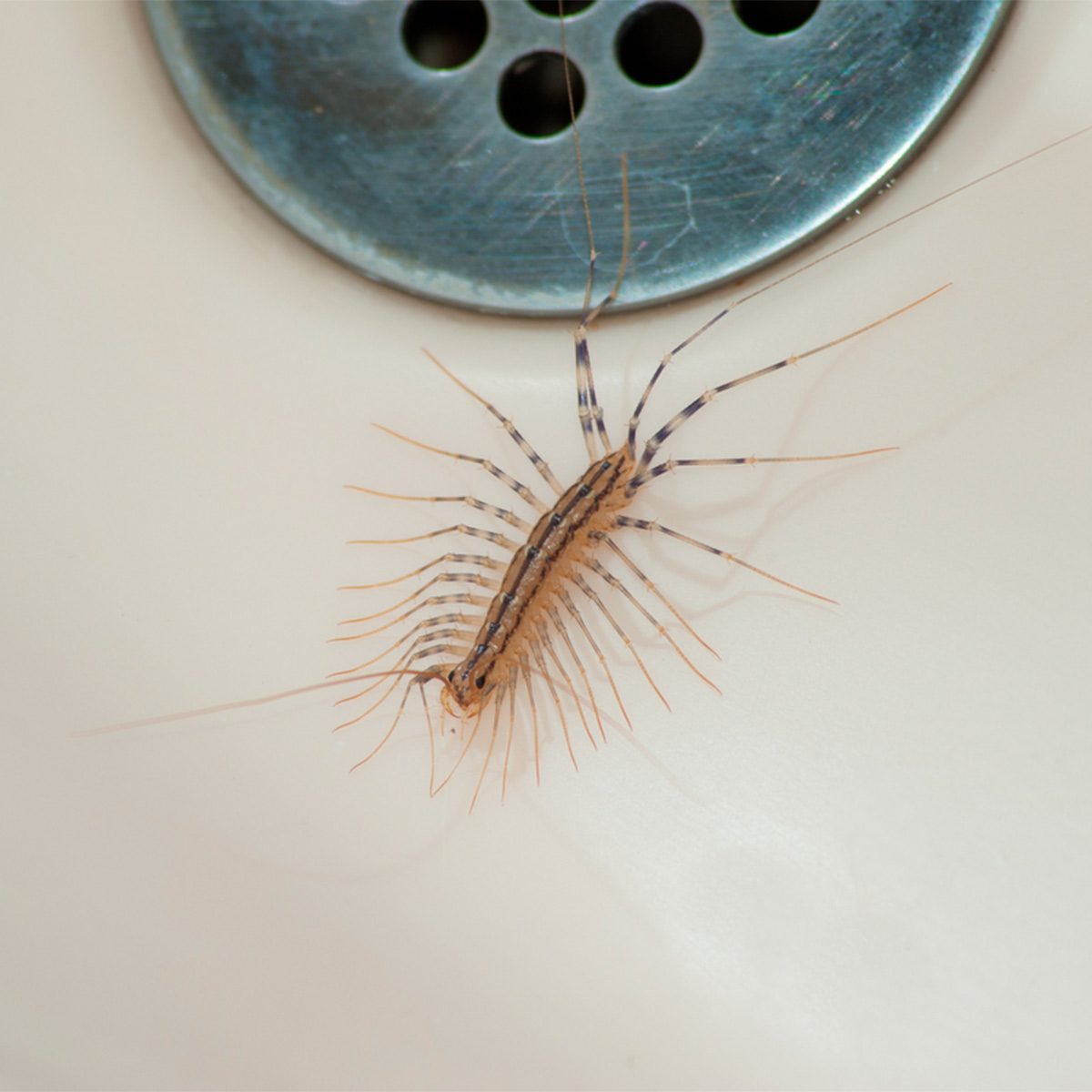 Here S Why You Should Never Kill A House Centipede Family Handyman