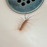 The 16 Most Disgusting House Bugs and How To Get Rid of Them