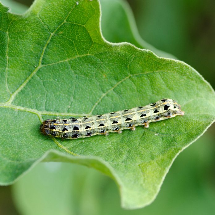 cutworm