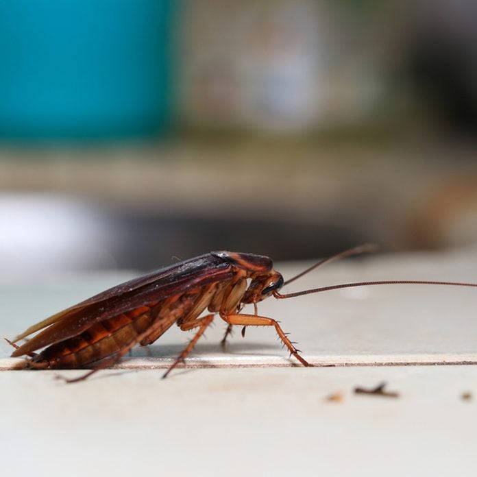 How Harmful Can Insects & Pests Be To Your Health?