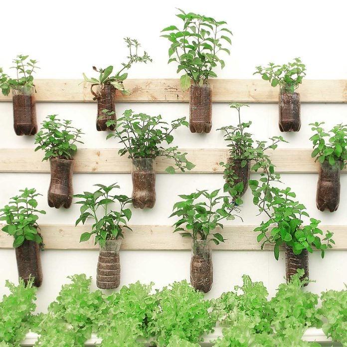 wall plants