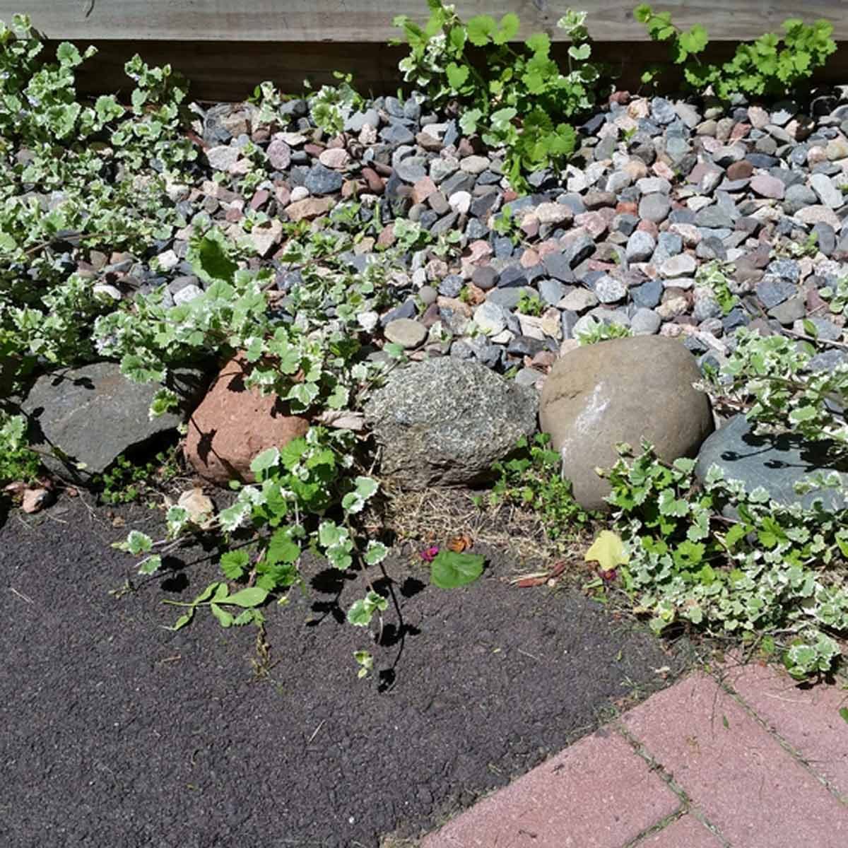 Featured image of post Low Maintenance Backyard Landscaping With Rocks : These outdoor spaces minimize yard work and keep the focus on fun.