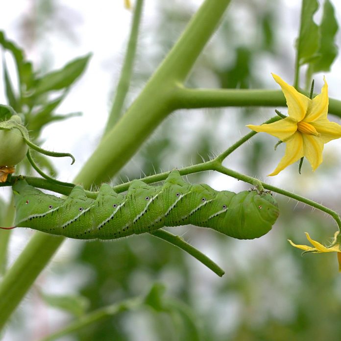 tomato hornworm