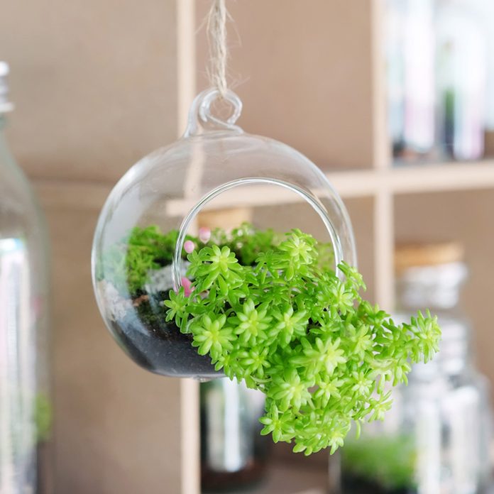 plant how to hang plants indoors