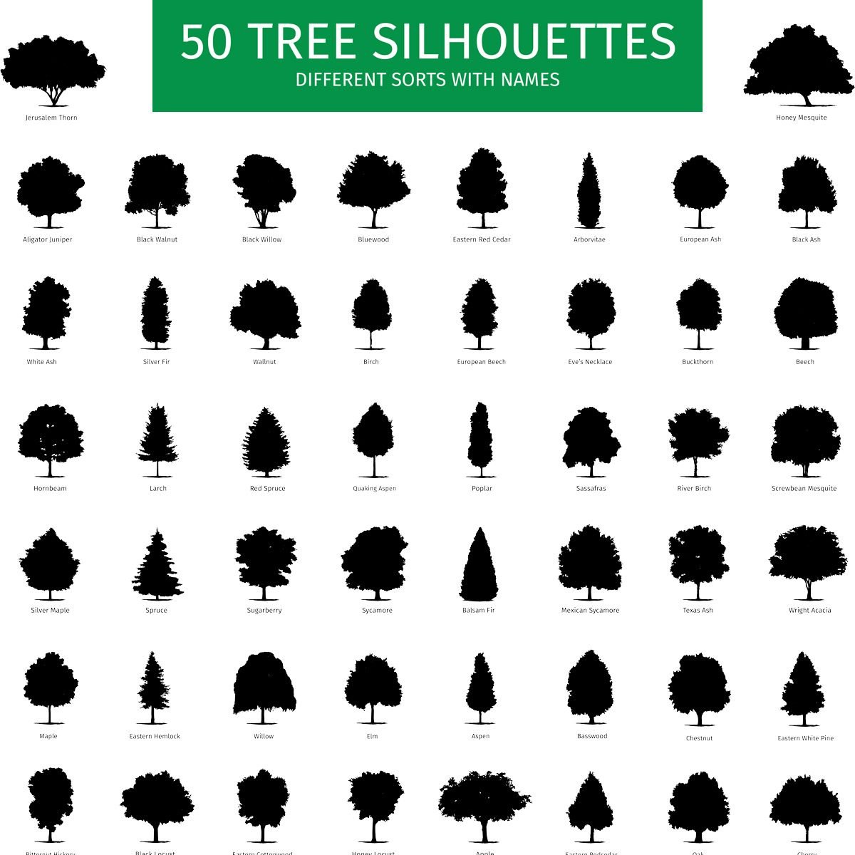 Evergreen Tree Identification Chart