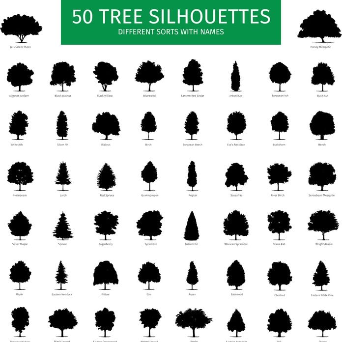 Different shapes of 50 types of trees