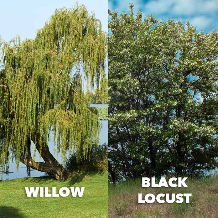 willow vs black locust comparison