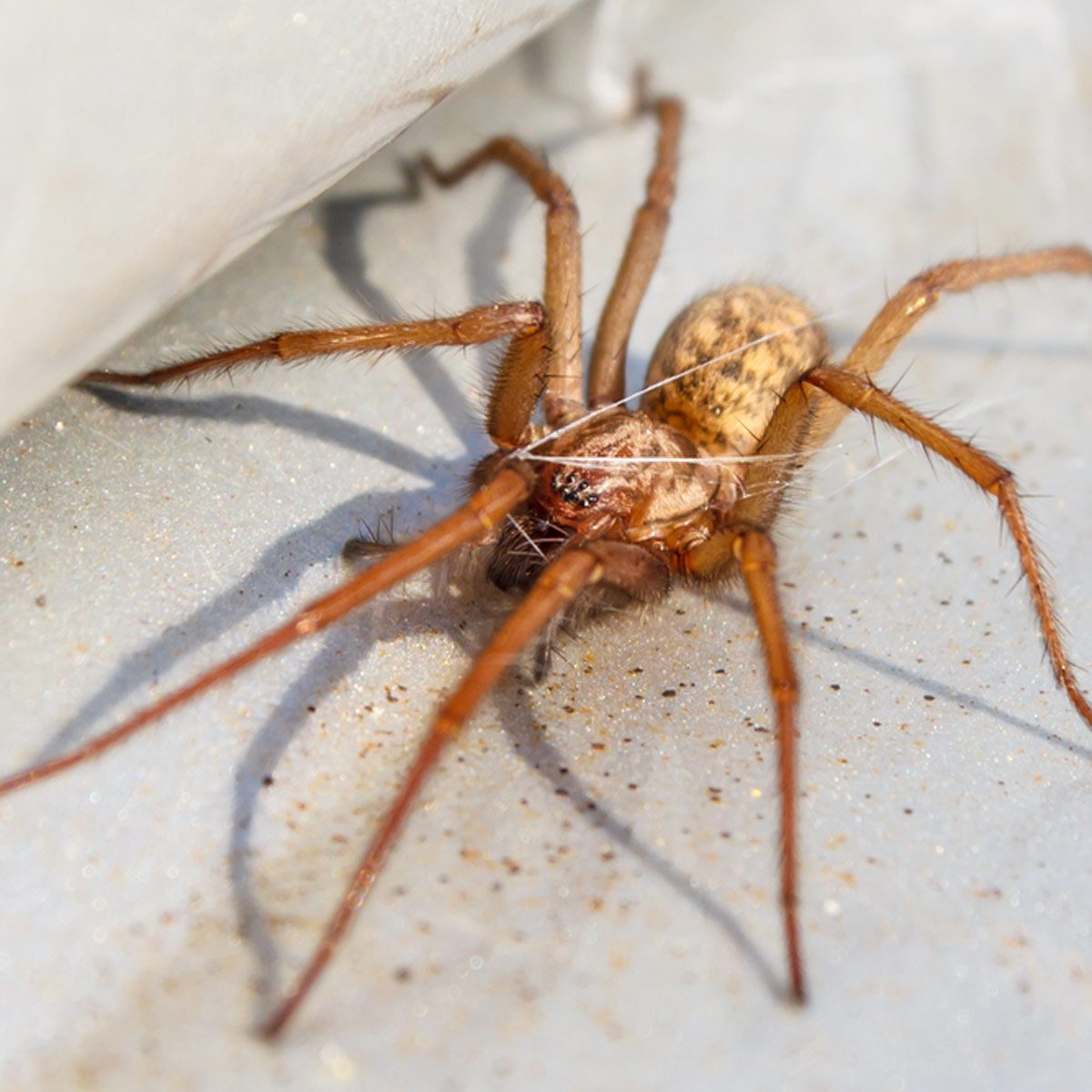 How to get rid of spiders in my house when living in an HOA
