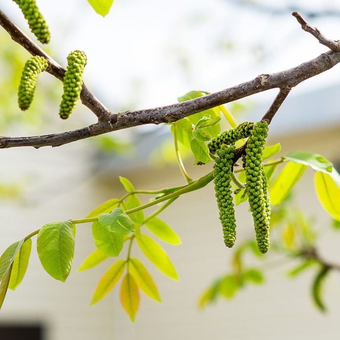 how to identity trees by their flowers