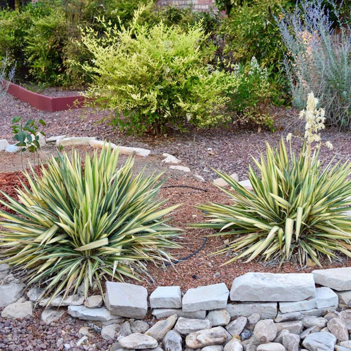 10 Outstanding Desert Landscaping Ideas Family Handyman