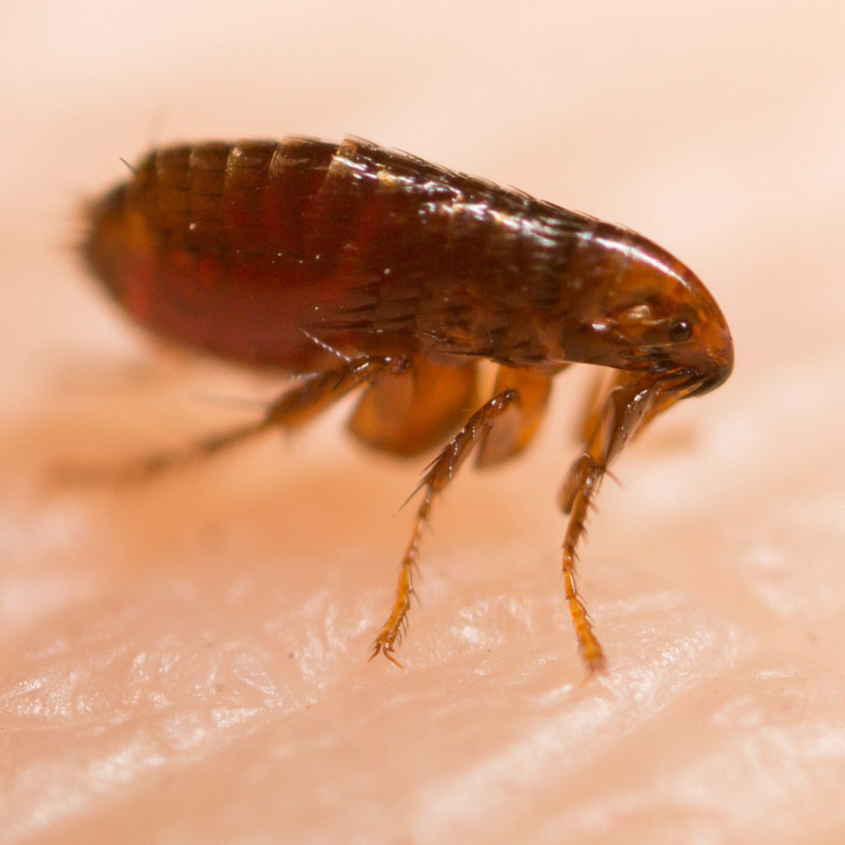 How To Get Rid Of Fleas The Family Handyman