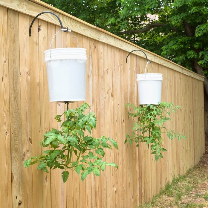 tomatoes over the fence plant hangers