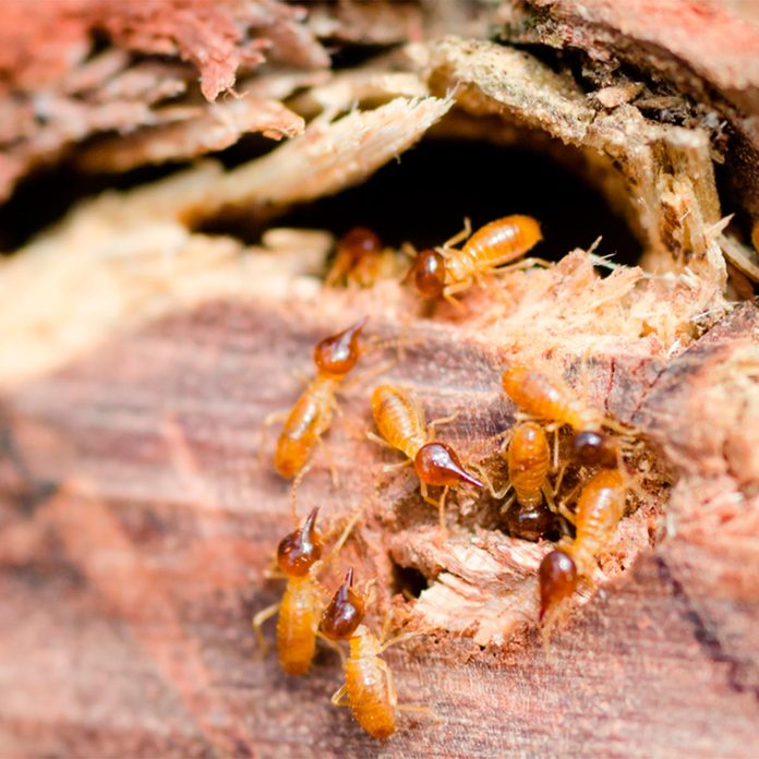 termites