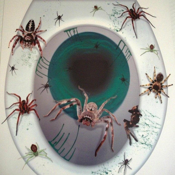 spider toilet